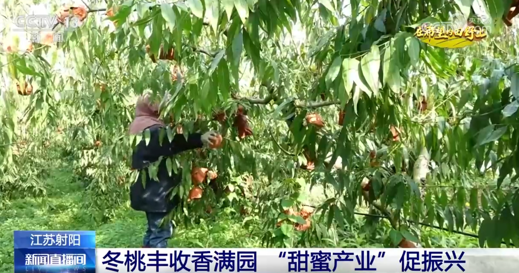 “丰”景画卷 农业高“智”量发展行稳致远凯发K8旗舰店APP希望的田野上铺展多彩(图5)